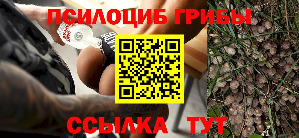 Галлюциногенные грибы Psilocybine cubensis  Псилоцибиновые грибы прущие грибы  Вход с VPN  Медногорск 